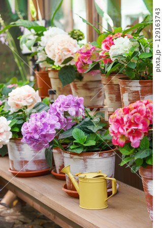 Indoor greenhouse shelf with potted blooming flowers and sunlight through rustic wooden windows 129163743