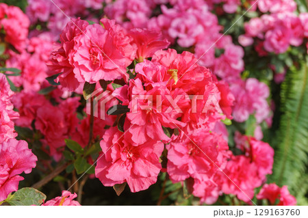 Blooming pink japan Azalea Ericaceae flowers, rhododendron flower macro, background 129163760