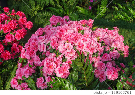 Blooming pink japan Azalea Ericaceae flowers, rhododendron flower macro, background Blooming pink japan Azalea Ericaceae flowers, rhododendron flower macro, background 129163761