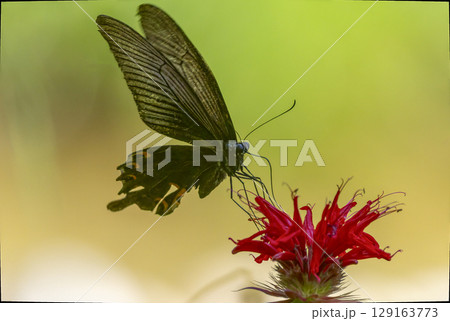 モナルダ,の花の蜜を吸うカラスアゲハ 129163773