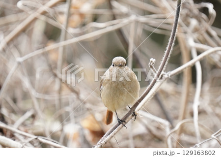 可愛いジョウビタキのメス 129163802