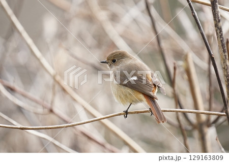 可愛いジョウビタキのメス 129163809