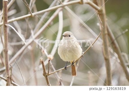 可愛いジョウビタキのメス 129163819