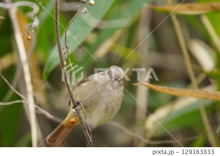 可愛いジョウビタキのメス 129163833