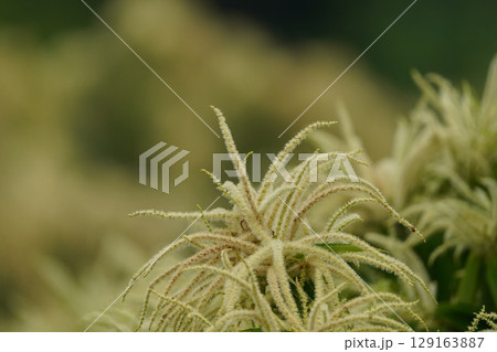 栗の花が綺麗に満開 栗の花が綺麗に満開 129163887