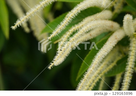 栗の花が綺麗に満開 129163896