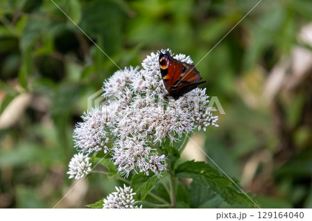 フジバカマの花にとまるクジャクチョウ フジバカマの花にとまるクジャクチョウ 129164040