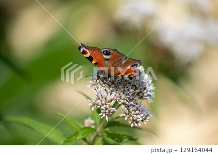 フジバカマの花にとまるクジャクチョウ フジバカマの花にとまるクジャクチョウ 129164044