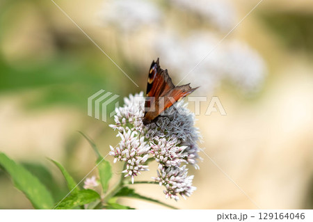 フジバカマの花にとまるクジャクチョウ フジバカマの花にとまるクジャクチョウ 129164046