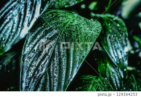 Spathiphyllum leaves background with water splashes, indoor plant spathiphyllum Spathiphyllum leaves background with water splashes, indoor plant spathiphyllum 129164253
