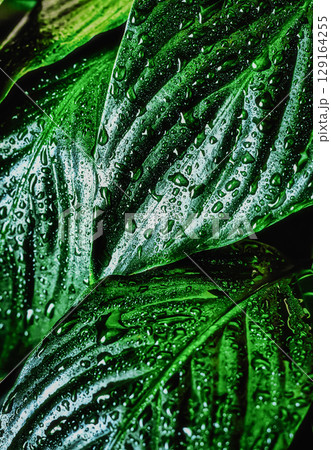Spathiphyllum leaves background with water splashes, indoor plant spathiphyllum Spathiphyllum leaves background with water splashes, indoor plant spathiphyllum 129164255