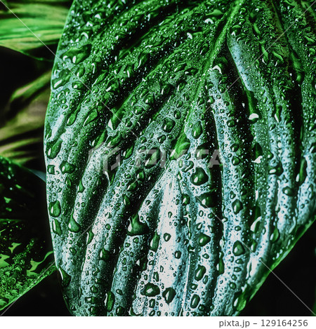 Spathiphyllum leaves background with water splashes, indoor plant spathiphyllum Spathiphyllum leaves background with water splashes, indoor plant spathiphyllum 129164256