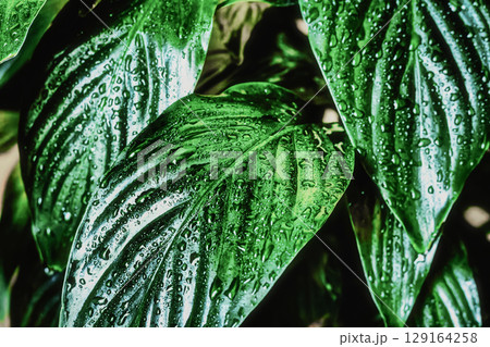 Spathiphyllum leaves background with water splashes, indoor plant spathiphyllum Spathiphyllum leaves background with water splashes, indoor plant spathiphyllum 129164258