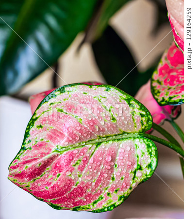 Pink leaf of aglonema, indoor plant aglonema Pink leaf of aglonema, indoor plant aglonema 129164259