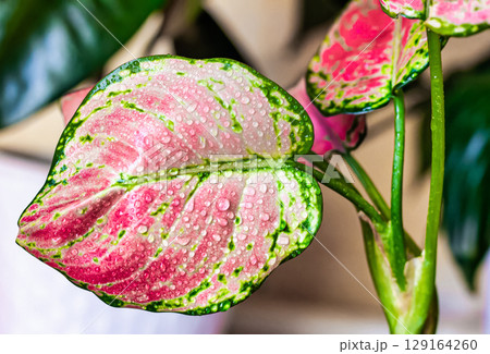 Pink leaf of aglonema, indoor plant aglonema Pink leaf of aglonema, indoor plant aglonema 129164260