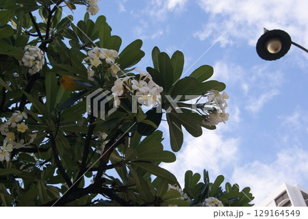 青空を背景に咲く真白いプルメリアの揺れる花弁 青空を背景に咲く真白いプルメリアの揺れる花弁 129164549