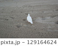 波打ち際の白いカモメが歩く砂浜シーン 129164624