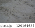 砂に残るカモメの足跡と小さな貝殻模様 129164625