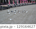 砂浜に集うカモメたちのにぎやかな朝 129164627