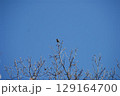 青空に映える枯れ木のシルエット 129164700