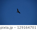 広い青空を舞うトンビの飛翔 129164701