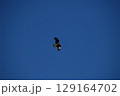 青空に舞うトンビのクローズアップ 129164702