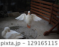 羽ばたくアヒル 129165115