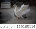 羽ばたくアヒル 129165116