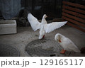 羽ばたくアヒル 129165117