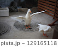 羽ばたくアヒル 129165118