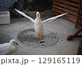 羽ばたくアヒル 129165119