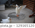 羽ばたくアヒル 129165120
