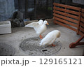 羽ばたくアヒル 129165121