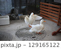 羽ばたくアヒル 129165122