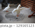 羽ばたくアヒル 129165123