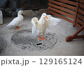 羽ばたくアヒル 129165124