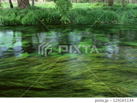 Peaceful Lake with Lily Pads. High quality photo 129165134