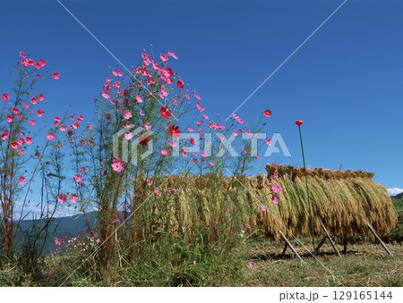 Agricultural Drying Racks, ot. High quality photo 129165144