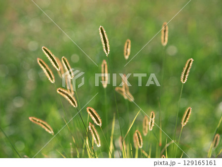 Backlit Grass Seed Heads. High quality photo Backlit Grass Seed Heads. High quality photo 129165161