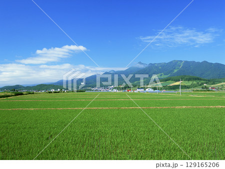 Green Rice Field Texture. High quality photo 129165206
