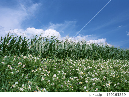 Summer Field Landscape. High quality photo Summer Field Landscape. High quality photo 129165289