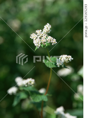 Summer Field Landscape. High quality photo Summer Field Landscape. High quality photo 129165293