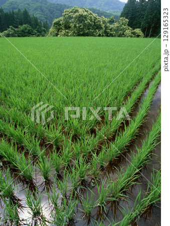 Field with green view. open space, outdoor. High quality photo 129165323