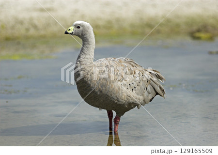 Cape Barren Goose, Cereopsis novaehollandiae, Maria Island National Park, Tasmania, Australia 129165509
