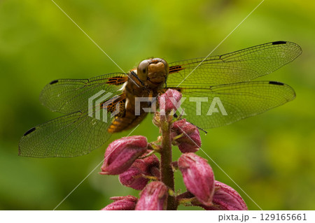 Broad-bodied Chaser Libellula depressa on a Dictamnus, Germany Broad-bodied Chaser Libellula depressa on a Dictamnus, Germany 129165661
