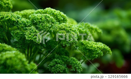 Fresh Green Parsley Close-Up in Garden Setting 129165666