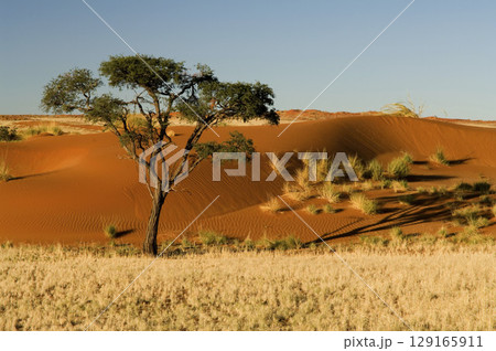 Dune landscape in the Namib desert, Desert Lodge, sunrise, Namibia, Africa 129165911