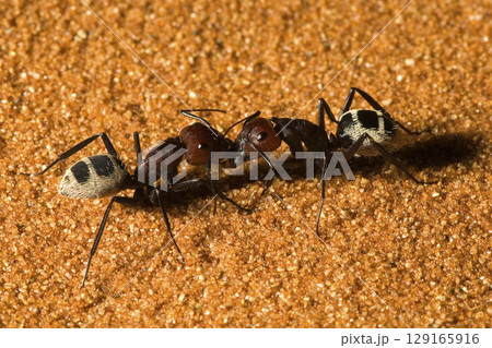 two ants, dune sand, Namib desert, Desert Lodge, sunrise, Namibia, Africa two ants, dune sand, Namib desert, Desert Lodge, sunrise, Namibia, Africa 129165916