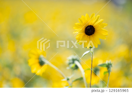 陽に向かって立つひまわり 陽に向かって立つひまわり 129165965