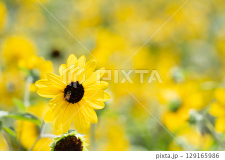 蜜を集める蜂と夏のひまわり 129165986
